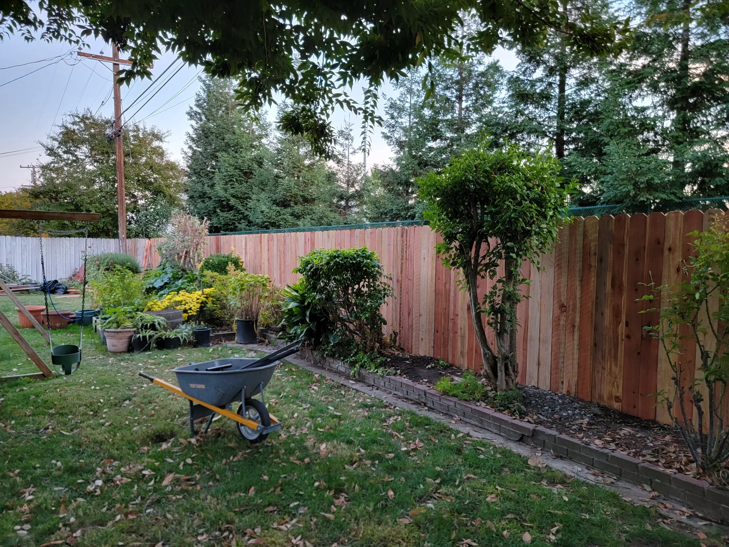 5.5 Redwod Dog Ear 3