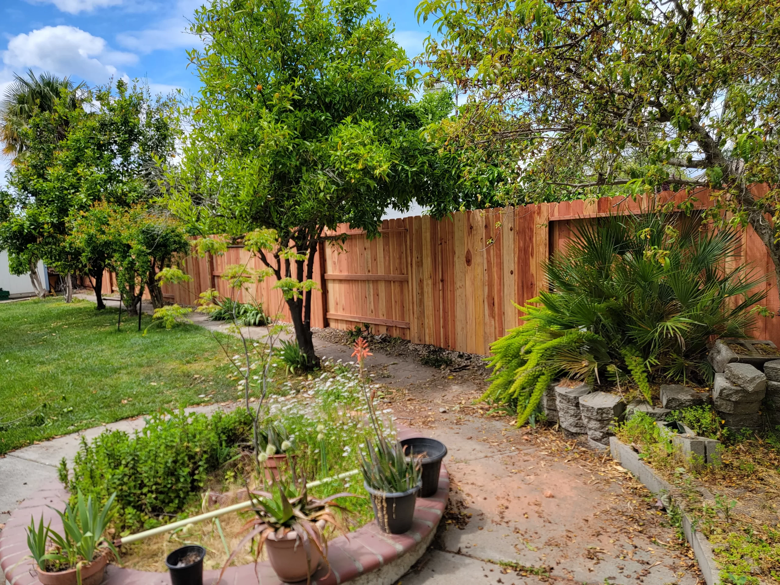 5.5 Redwod Dog Ear 5