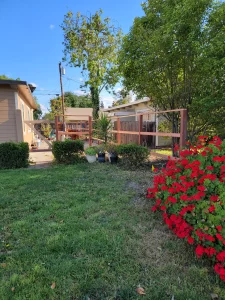 7.5 Redwood Dog Ear 2