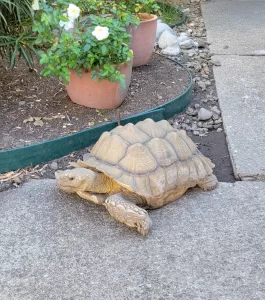 Tortoise
