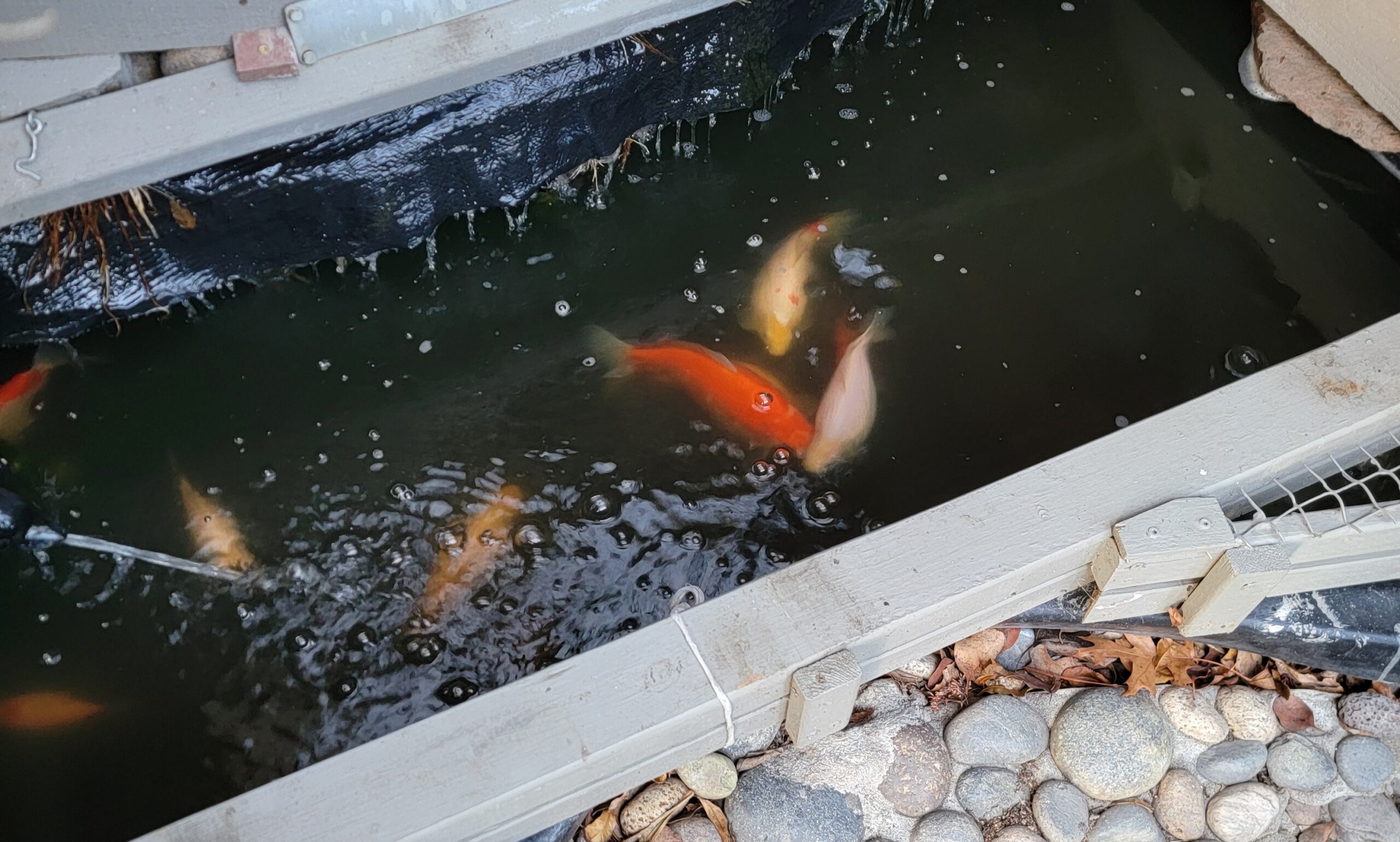 Koi