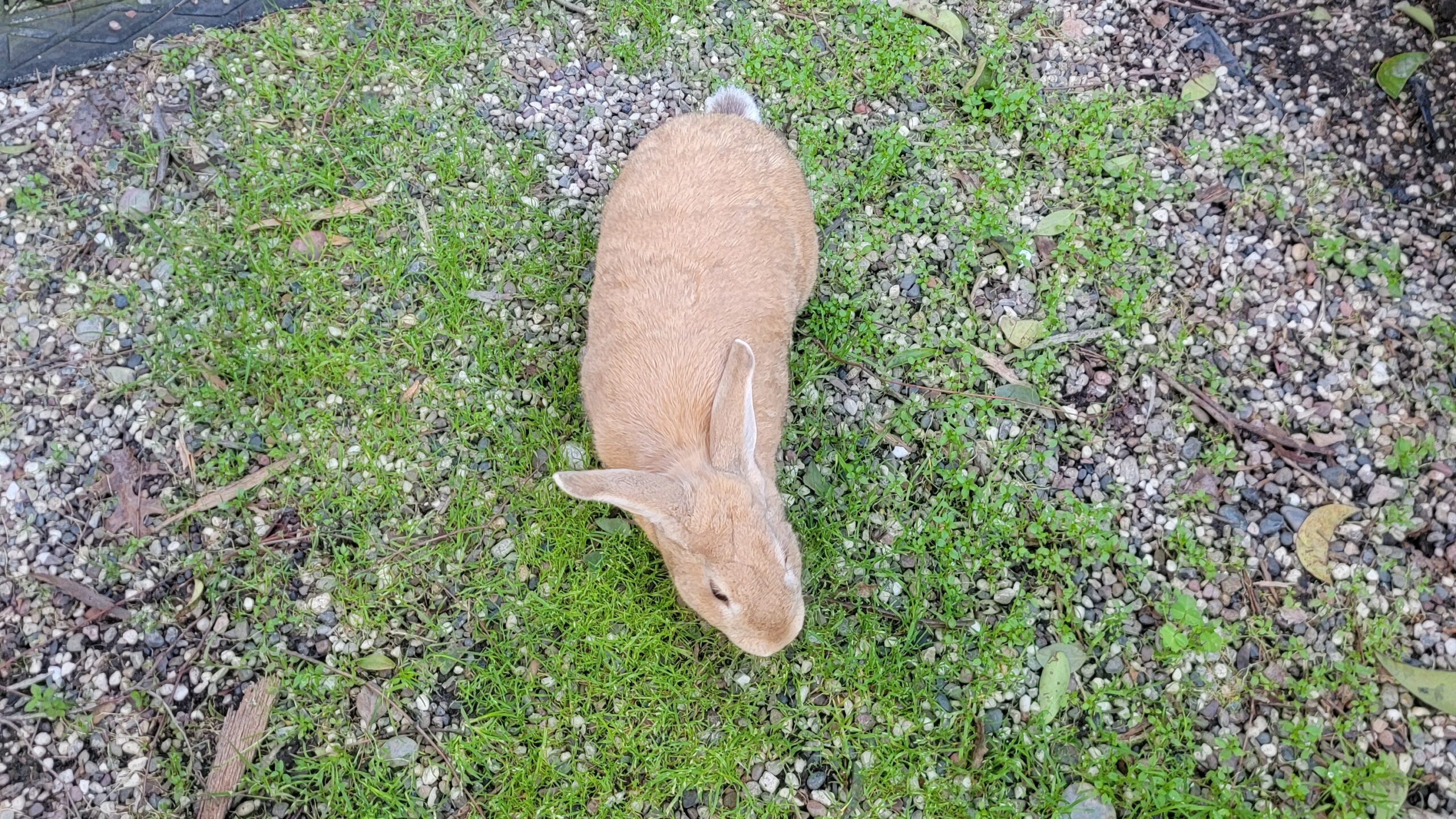 Rabbit